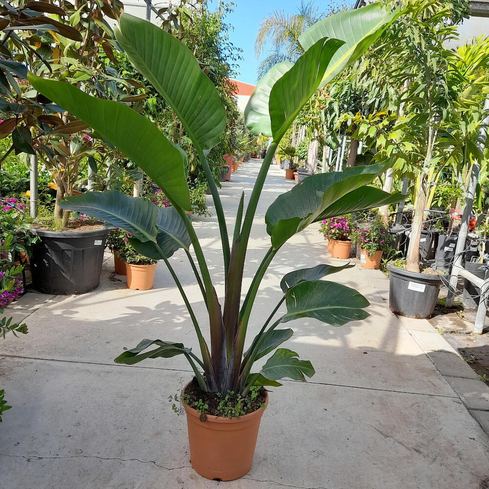 Strelitzia Augusta M30 160 Cm (ave Del Paraíso)
