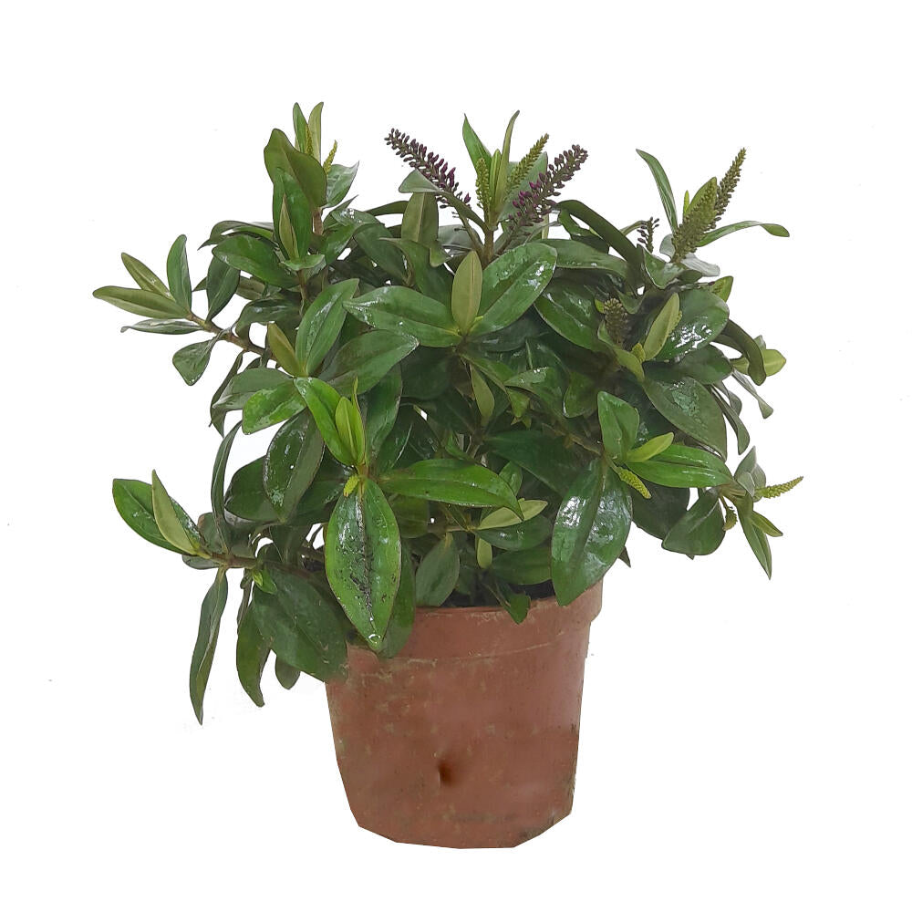 Hebe Variado M17 30cm_0