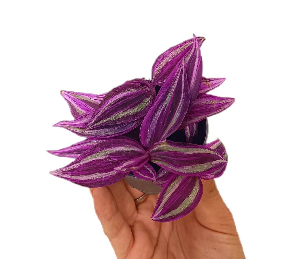 Tradescantia Pink Paradise M6_0