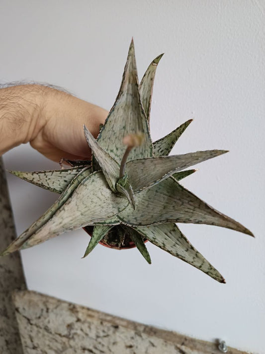 Plantas Queen Planta Suculenta Ø8_0