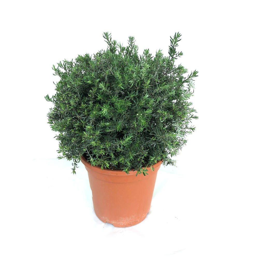 Westringia Longifolia M24_0