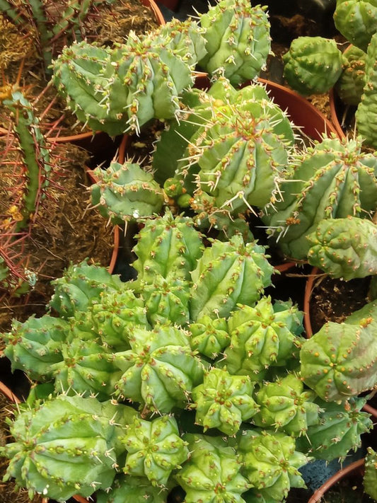 Euphorbia Sp No Id Planta Suculenta Ø8 Cm_0