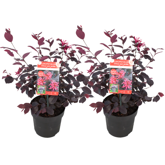 Flor Roja Eterna - 2 Pzs - Loropetalum 'ever Red' - Altura 25-35cm - ⌀13cm_0