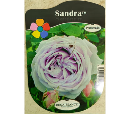 Rosal Bajo Perfumado 2lt (7 Variedades)_2