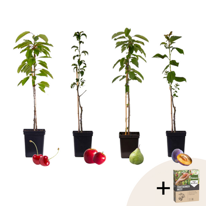 Mezcla De Árboles Frutales - 4 Pzs - Malus Pryus Prunus - A60-70cm - ⌀9cm