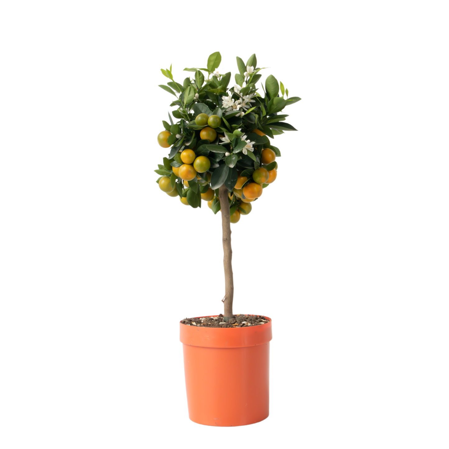 Citrofortunella Microcarpa - Citrus Mitis 'calamondin' - Altura 55-65cm - ⌀19cm