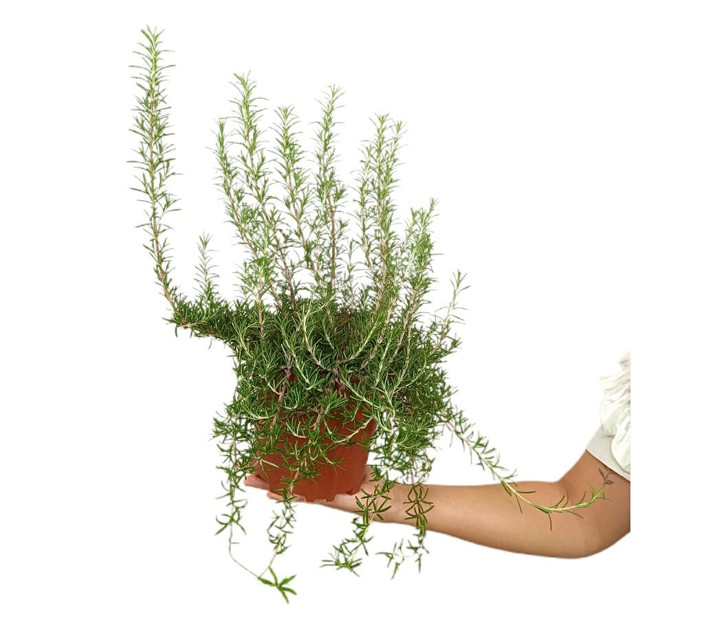 Romero Rastrero M17_0