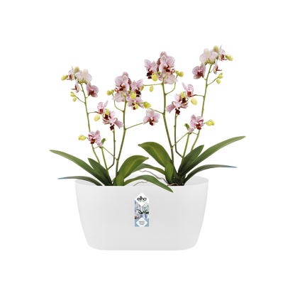 Macetero doble orquídeas Brussels orchid duo Elho blanco