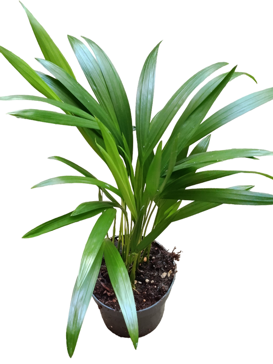 Palmera De Interior Areca Dypsis Ø10 - 1 Und_0