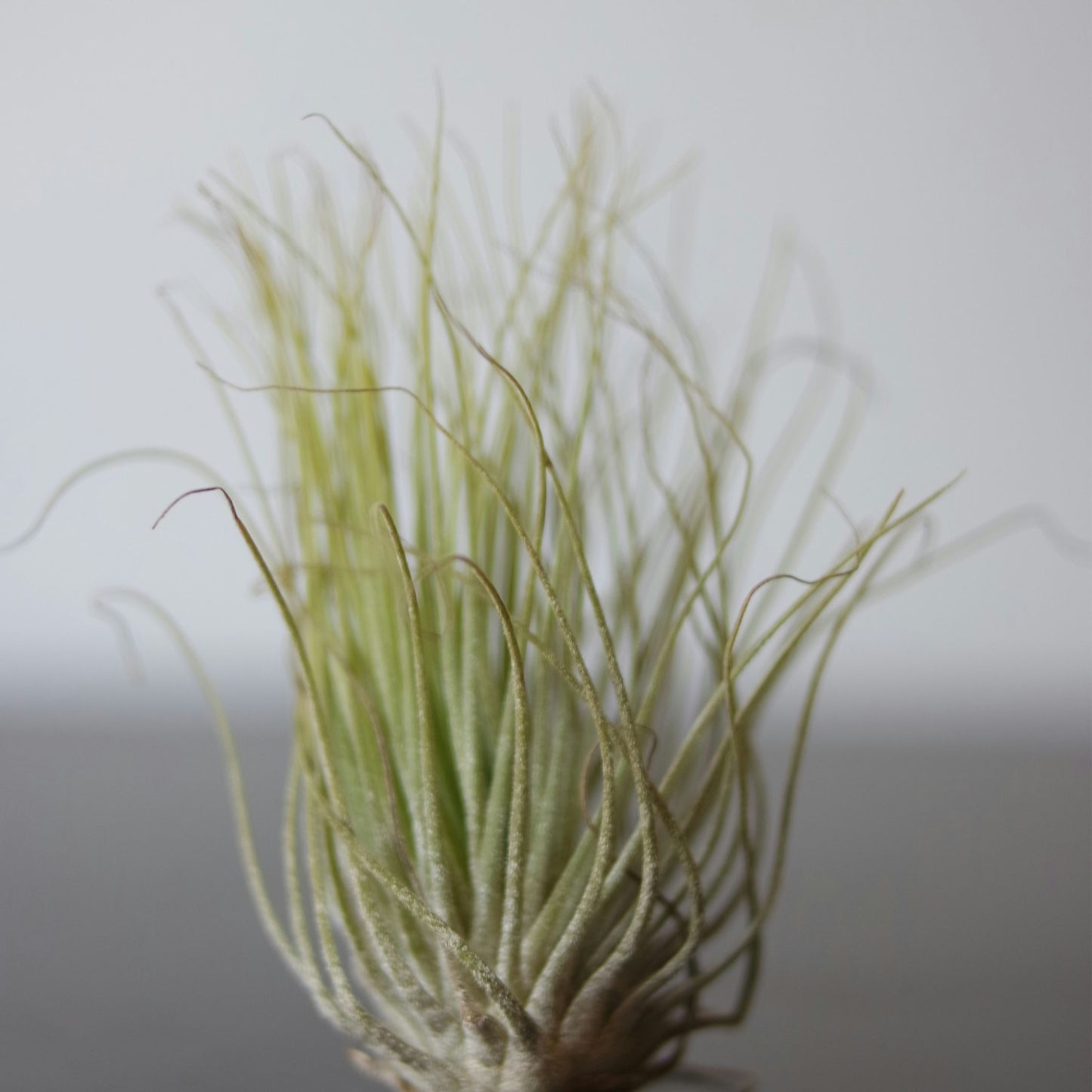 Claveles De Aire - 3 Pzs - Tillandsia 'burnt Wood Trio' - Altura 30-35cm