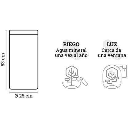 Terrario Amazonia Tower Ficus Ginseng Ø25 x 53 cm