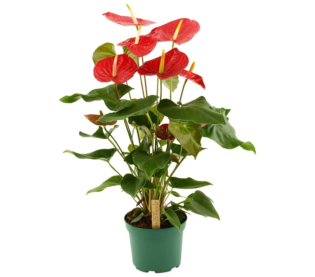 Anthurium Andreanum Idaho M17 75cm_0