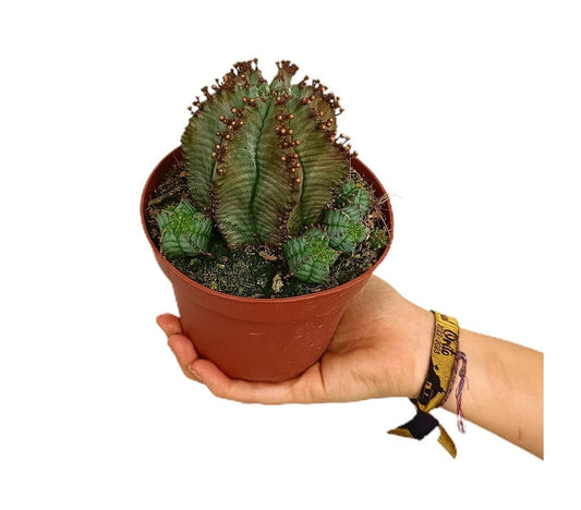 Euphorbia Polygona M13_0