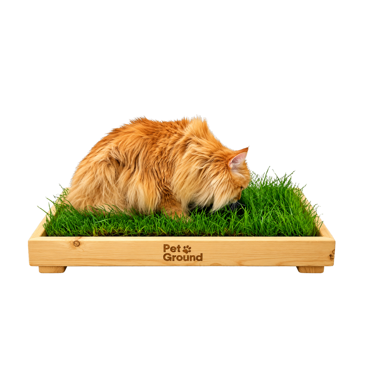 Petground, Cama Con Césped natural Para Gatos, Caja De Madera, Accesorio, Mueble S: 62 X 42 Cm_0