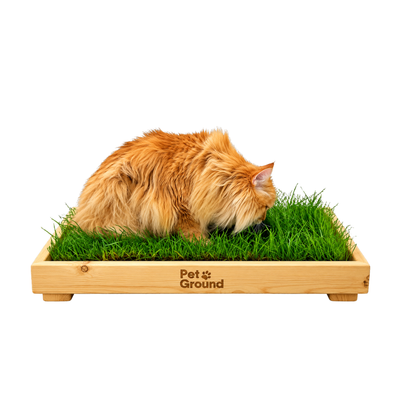 Petground, Cama Con Césped natural Para Gatos, Caja De Madera, Accesorio, Mueble S: 62 X 42 Cm_0