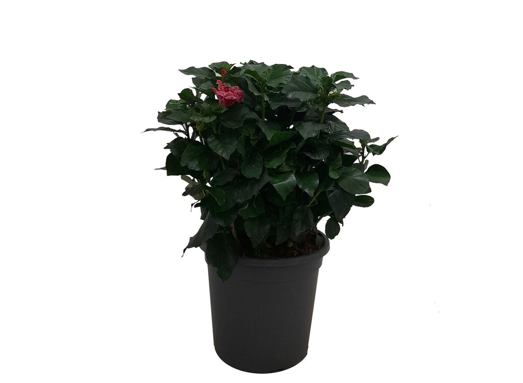 Hibiscus Pacific Beauties M33 70cm