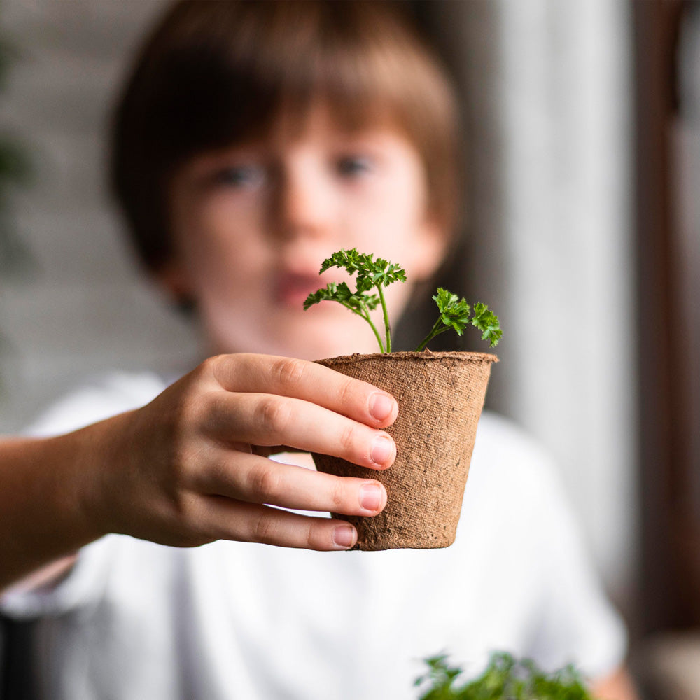 Mi Primer Cultivo De Albahaca | Kit Educativo Stem Para Cultivar Albahaca En Casa_2