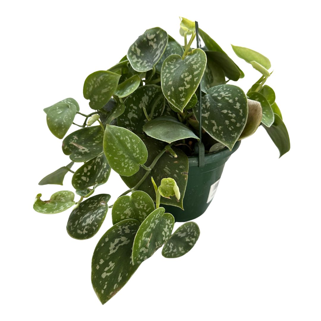 Philodendron Scindapsus Variedad De Philodendron Con Hojas Plateadas (scindapsus Pictus)