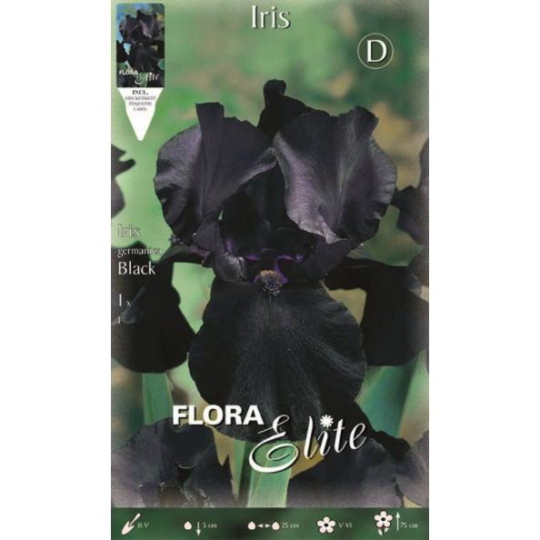 Bulbo Iris Germánica negro