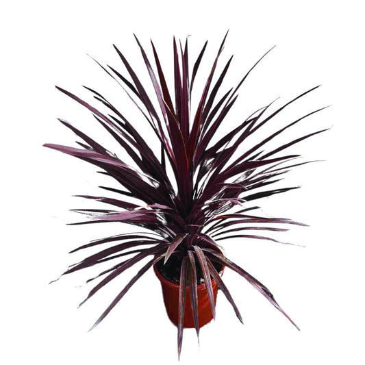 Cordyline Red Star Planta Resistente Al Frío M13 Maceta De 12/13cm_0