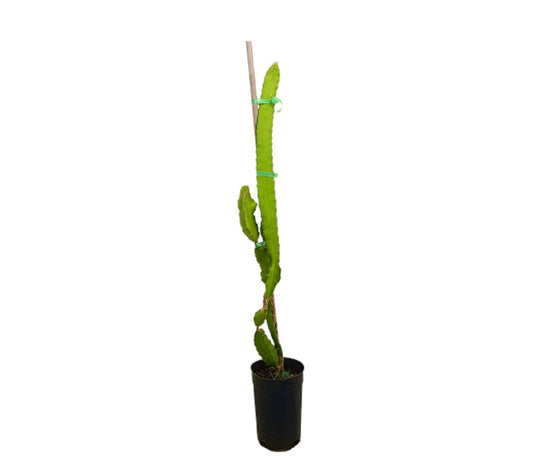 Pitaya Roja M17 150-175cm (fruta Del Dragón)_0