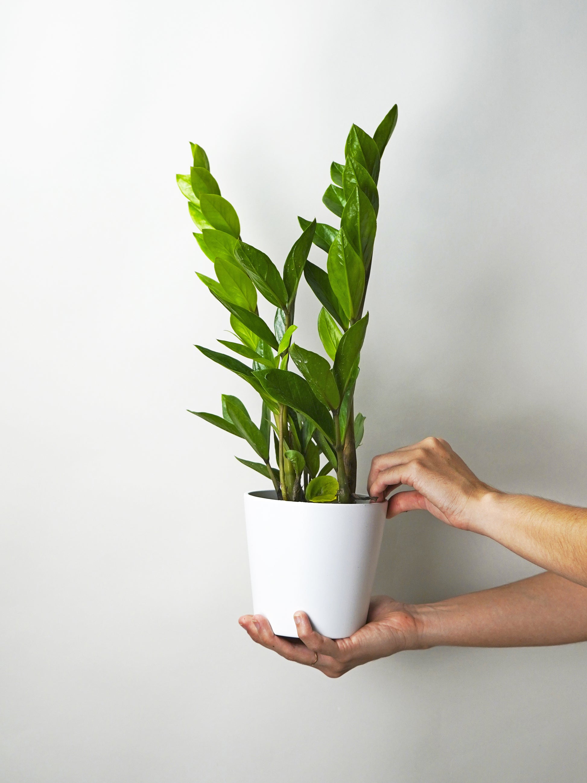 Zamioculca Zamiifol  Altura 60cm - Maceta 14cm