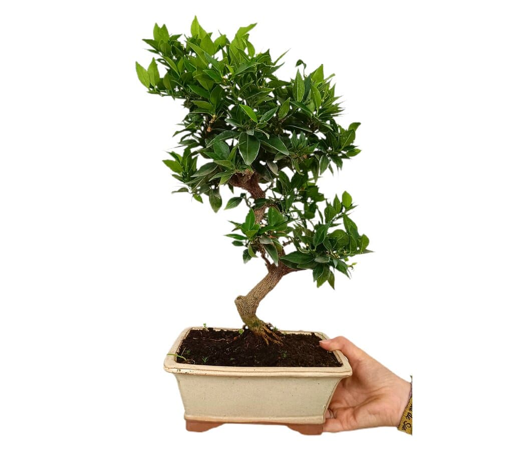 Bonsái Citrus Myrtifolia 10 Años (naranjo Moruno)_1