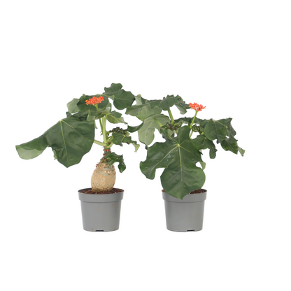 Jatrofa - 2 Pzs - Jatropha Podagrica - Altura 25-45cm - ⌀13cm