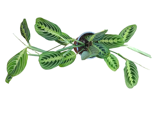 Oferta Maranta Lemon Ø12 Cm 40 Planta De Interior_0