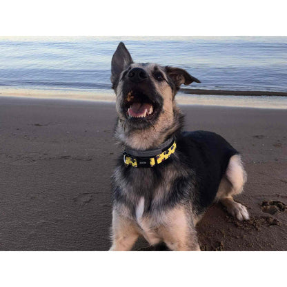 Collar para perro SUPERDOG Dukier L