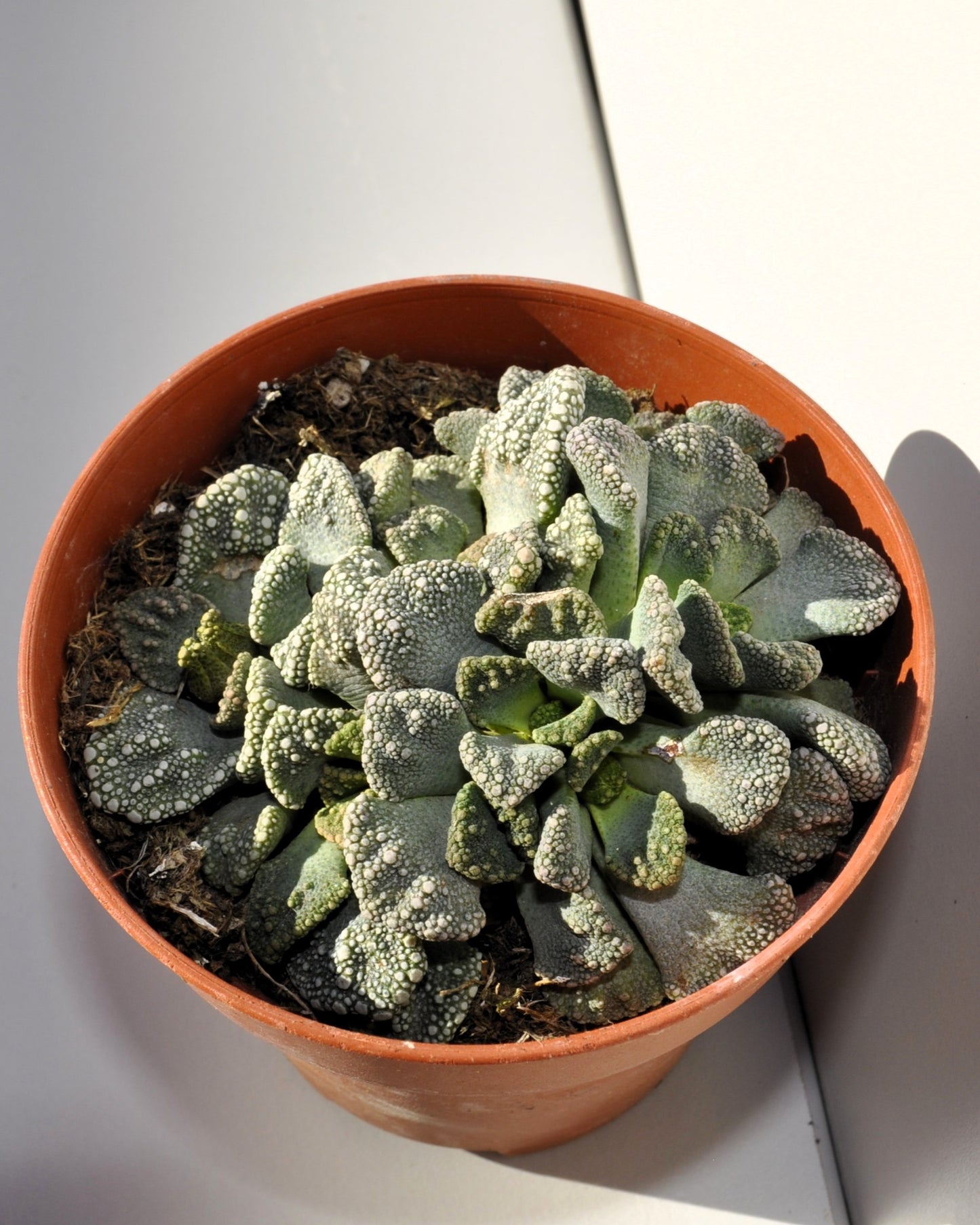 Titanopsis Calcarea M8.5; Hoja De Cemento, Planta Piedra; Curiosarium; Diámetro Maceta 8,5 Cm_4