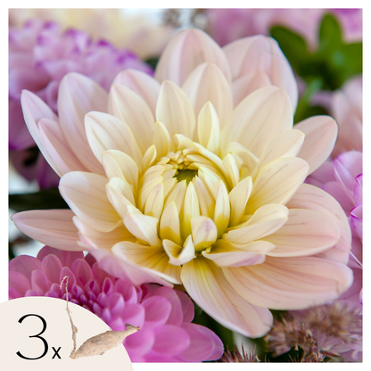 Tubérculos De Dalia - 3 Pzs - Dahlia 'diana's Memory'_0