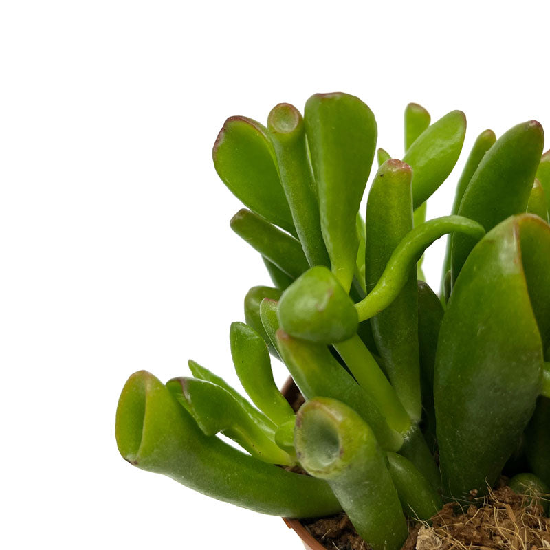 Crassula Ovata 'skinny-fingers' Cactus Y Suculentas M8,5 cm Ø_2