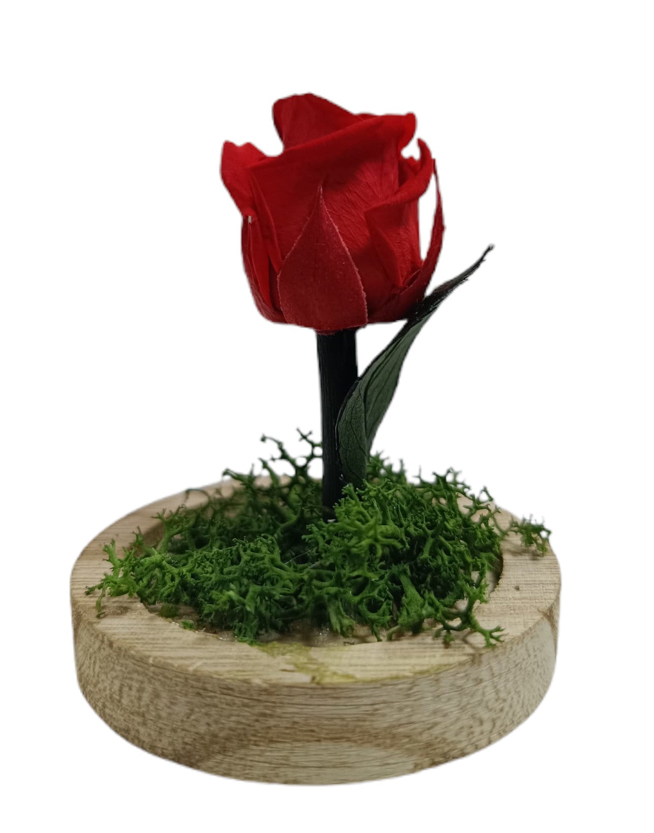 Cupula Preservada Rosa Roja Superpetit 8cm_1