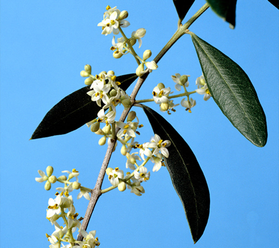 Olivo Manzanillo - Plantón 1 Metro - Aceituna Manzanilla - Planta Viva_2