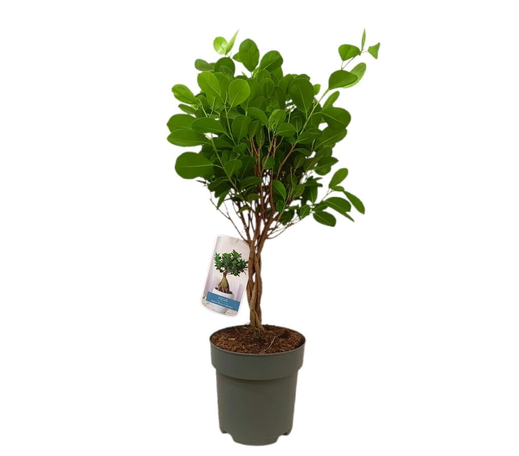 Ficus Moclame Trenzado M24 80-90cm_0