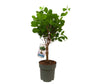 Ficus Moclame Trenzado M24 80-90cm