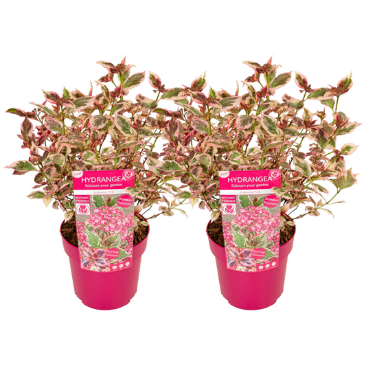 Hortensia - 2 Pzs - Hydrangea Serrata 'euphorbia Pink' - Altura 40-50cm - ⌀19cm_0