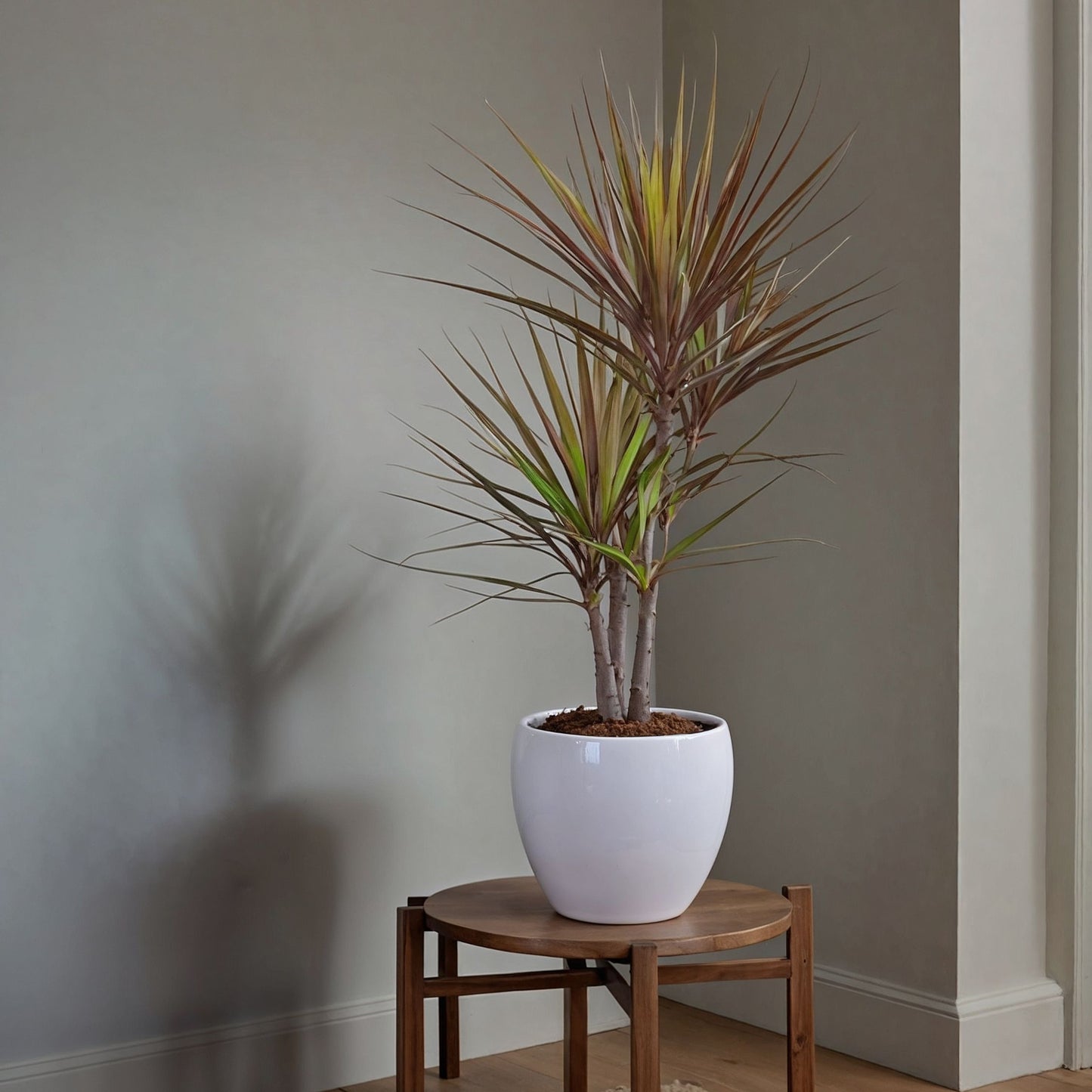Drácena - 2 Pzs - Dracaena Marginata 'magenta' - Altura 70-80cm - ⌀17cm