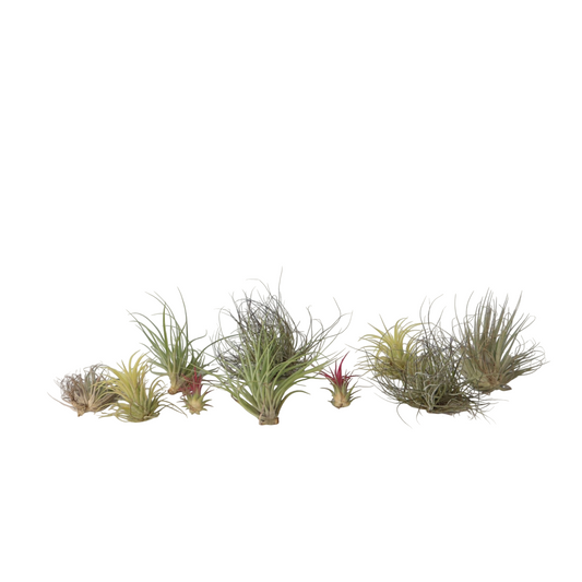 Claveles De Aire - 10 Pzs - Tillandsia - Altura 5-15cm - ⌀5cm