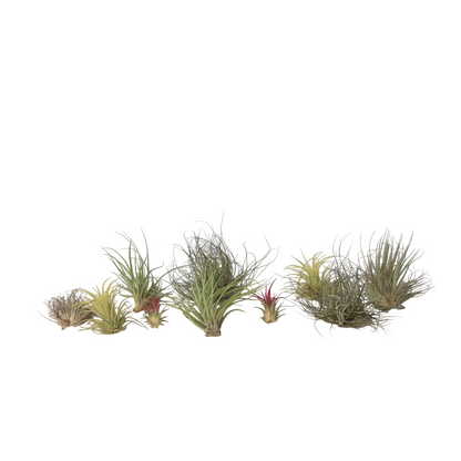 Claveles De Aire - 10 Pzs - Tillandsia - Altura 5-15cm - ⌀5cm_0