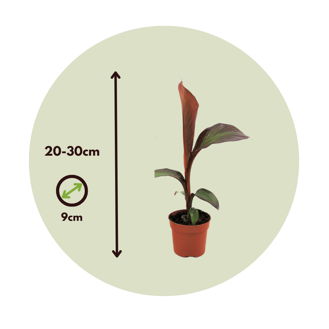 Banana Falsa - 2 Pzs - Ensete Ventricosum 'maurelli' - Altura 20-30cm - ⌀9cm_2