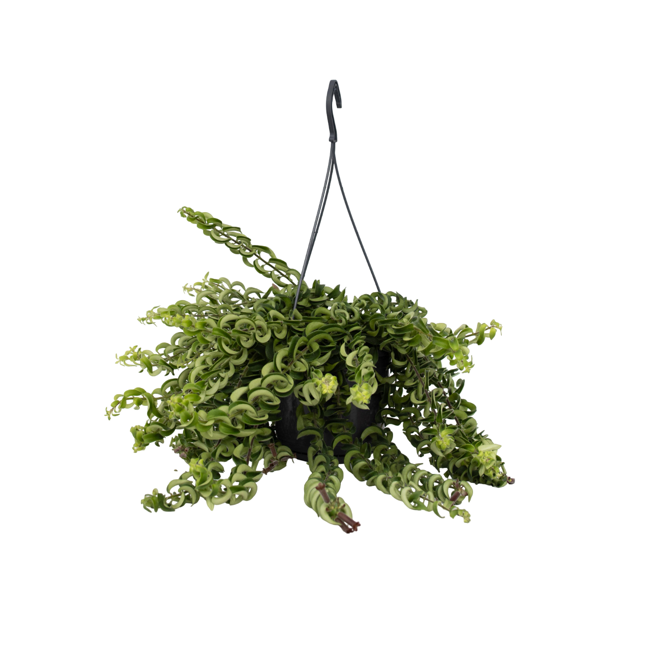 Flor De Lápiz Labial - Aeschynanthus Pulcher - Altura 20-30cm - ⌀15cm_0