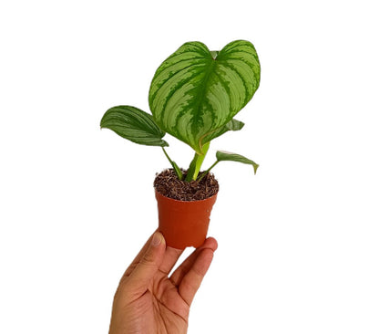 Philodendron Sodiroii | Maceta 7cm | Planta Tropical Natural_1