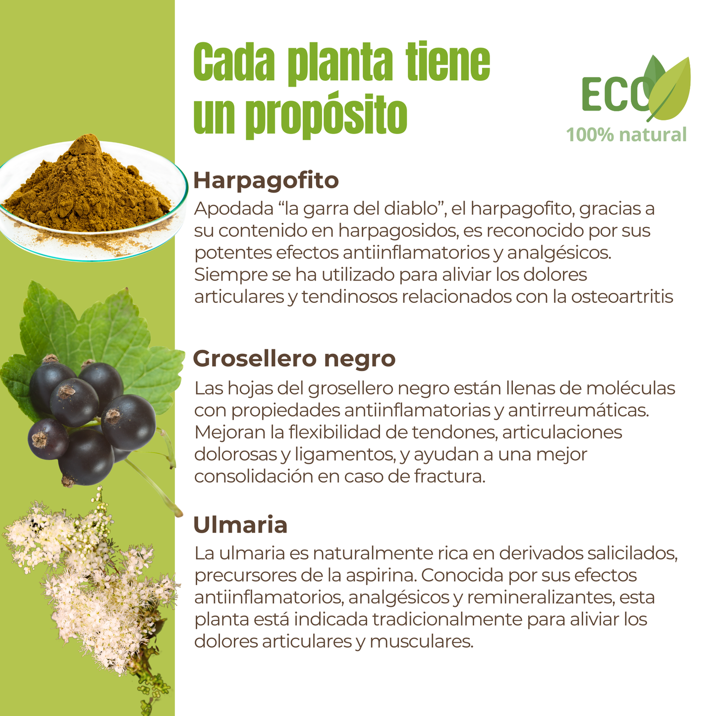 Suplemento natural para la movilidad articular de perros y gatos – ECO 100 g_2