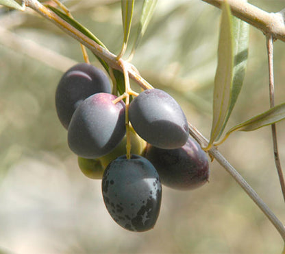 Olivo Picual - Plantón 1 Metro - Ideal Para Elaborar Aove - Planta Viva_0