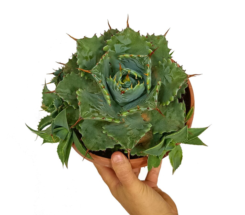 Agave Potatorum Kichi Green T20_0