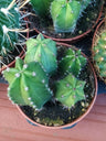 Suculentas Y Cactus Variedad #2 Planta Sin Id