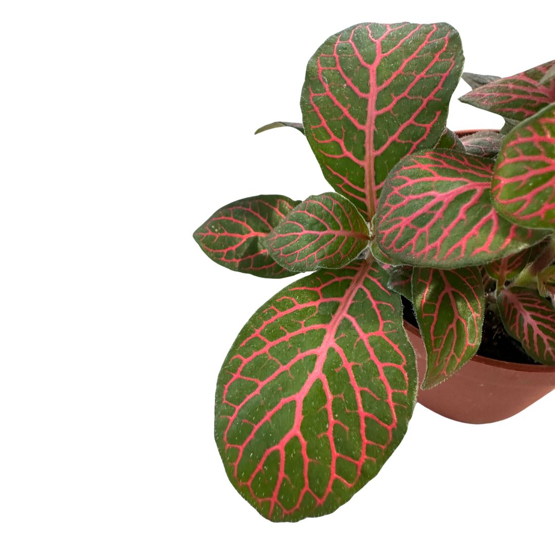 Fittonia Variedad Con Hojas Coloridas