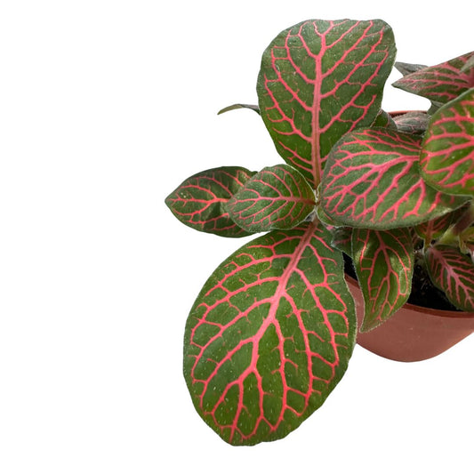 Fittonia Variedad Con Hojas Coloridas_1